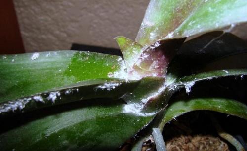powdery mildew on an orchid