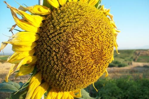 buzuluk bunga matahari