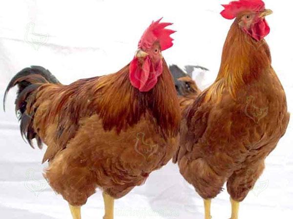 breeding redbrough chickens