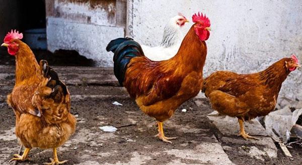 redbrough kycklingar på gården