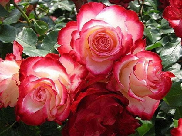 rose double delight
