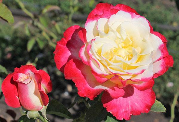 dvojitá rozkoš hybridná čajová ruža