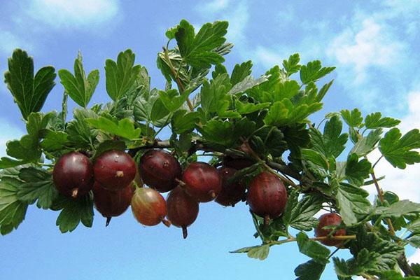 отглеждане на сортове цариградско грозде Kolobok