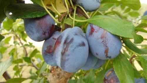 variété de prune Hongrois Donetsk
