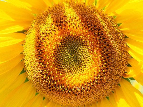 sunflower blooms