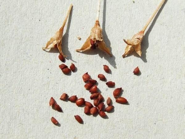 crescând crocuri din semințe
