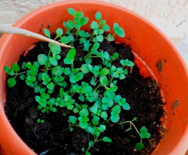 voksende timianplanter