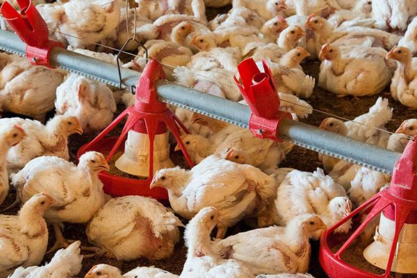 disease control in poultry