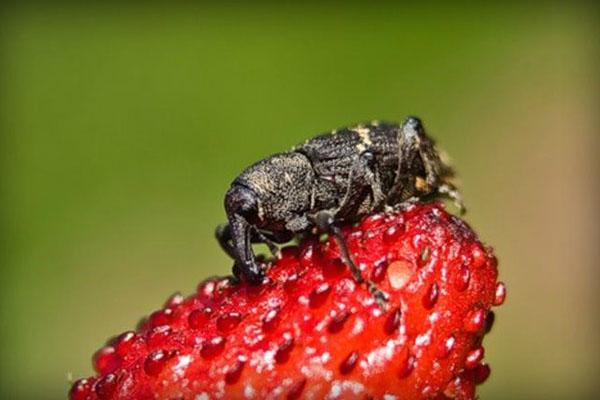 weevil controle