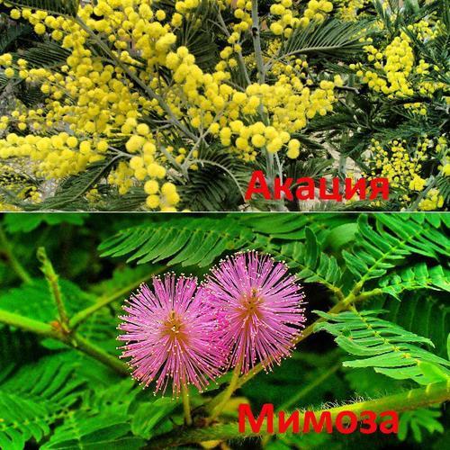 kāda ir atšķirība starp mimozu un sudraba akāciju