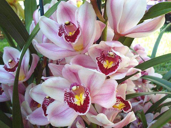 žydi orchidėja