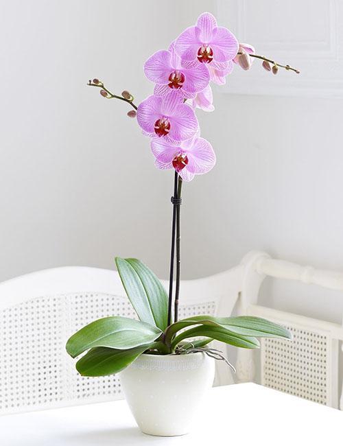 druhy orchideí