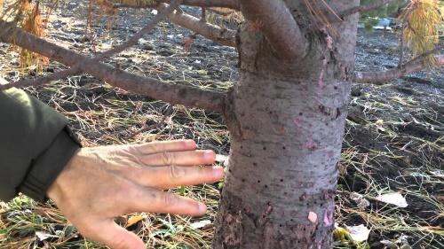 dấu hiệu của một con bọ vỏ cây trên cây