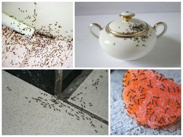 come sbarazzarsi delle formiche in casa