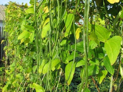 how to grow vegetable cowpea