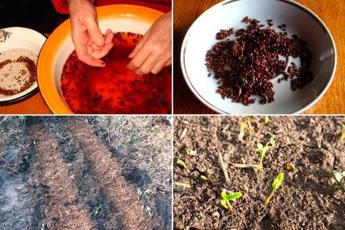 hur man odlar berberis från frön