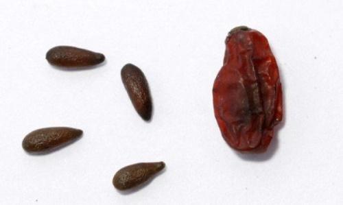 берберисови семена