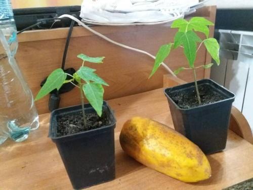 как да отглеждаме папая от семена