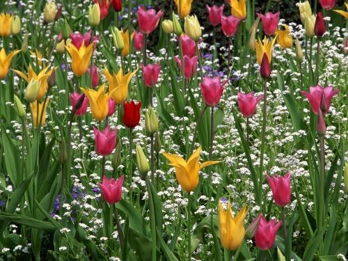 tulipány lilie