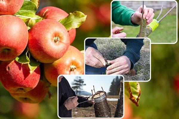 when is the best time to plant fruit trees