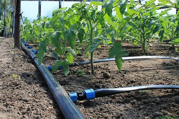drip irrigation of plants