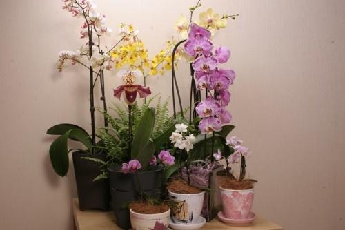 да ли је могуће засадити орхидеју у непрозирном лонцу