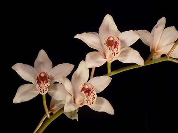 Cymbidium orchid conspicuous