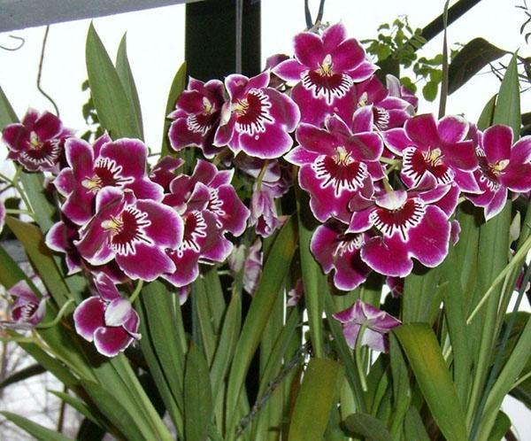 miltonia orkidé