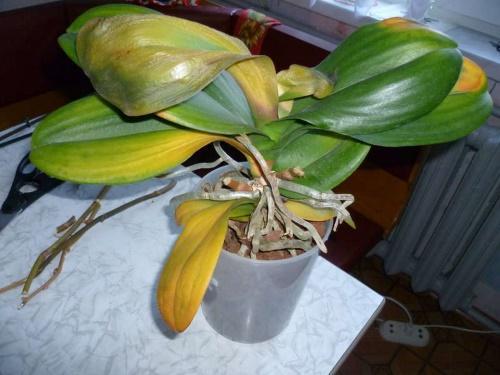 ¿Por qué las hojas de Phalaenopsis se vuelven amarillas?