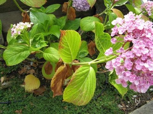 choosing a place for hydrangea