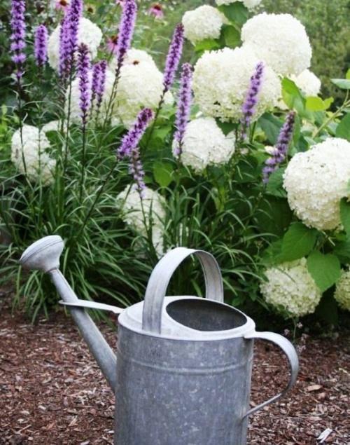 watering hydrangea