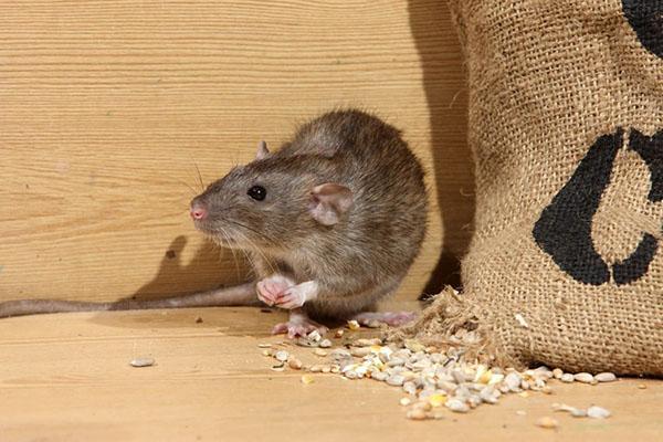 rimedi per i topi nel paese