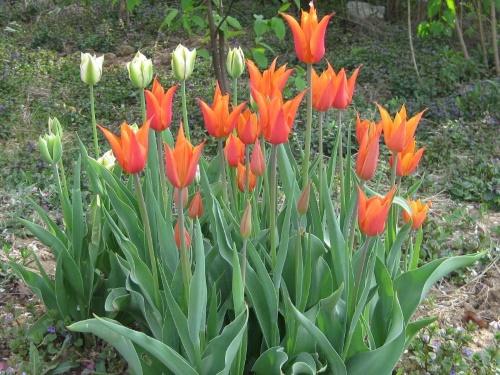 záhon s tulipány