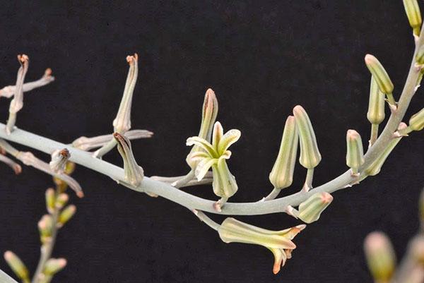 Haworthia blooms