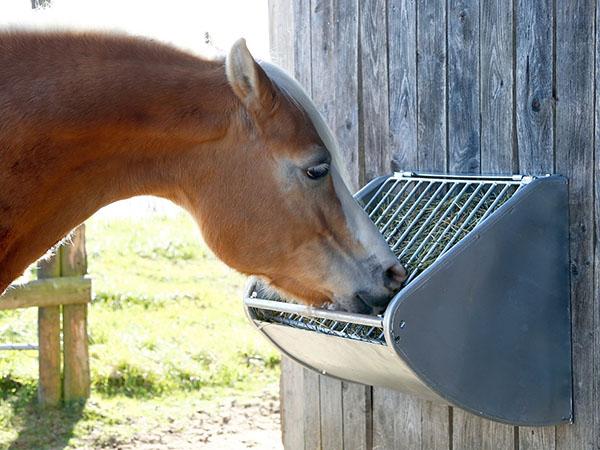alimentador de cavalos