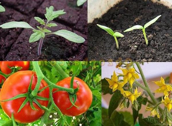 vegetativ period i tomat