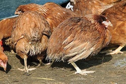 coccidios hos kycklingar