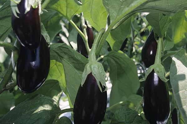 eggplant pests and control