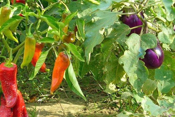 damage to eggplant and bell peppers