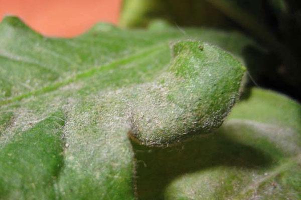 streptocarpus betegségek lisztharmat