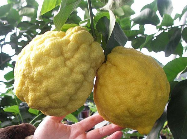 we grow citron at home
