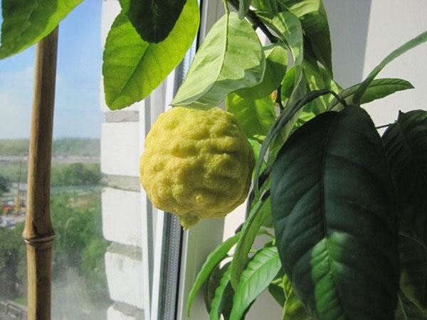 citron thuis op de vensterbank