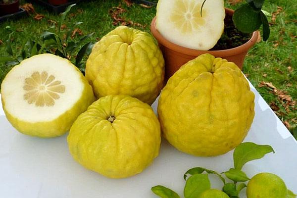 citrona augļu griezums