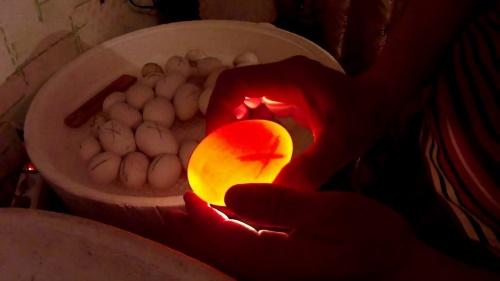 ouă translucide
