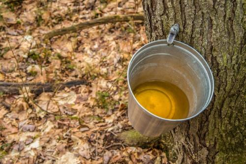 how to harvest maple sap