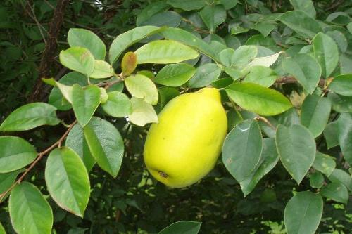 useful properties of Chinese quince