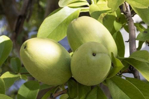 chinese quince