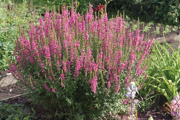 herbaceous loosestrife willow