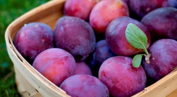 plum varieties Eurasia