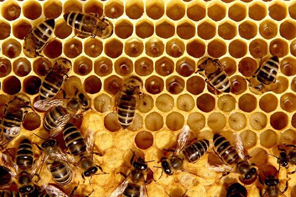 mehiläisvahan koostumus